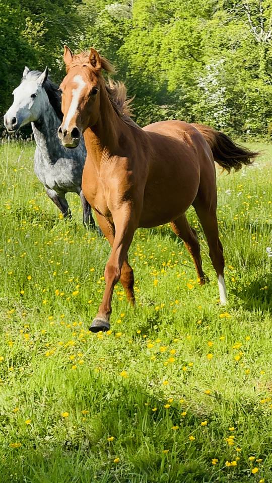 Gelding Anglo-Arabian For sale 2023 Chesnut