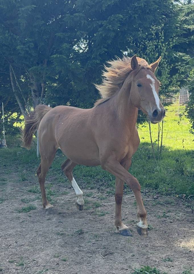 Gelding Anglo-Arabian For sale 2023 Chesnut