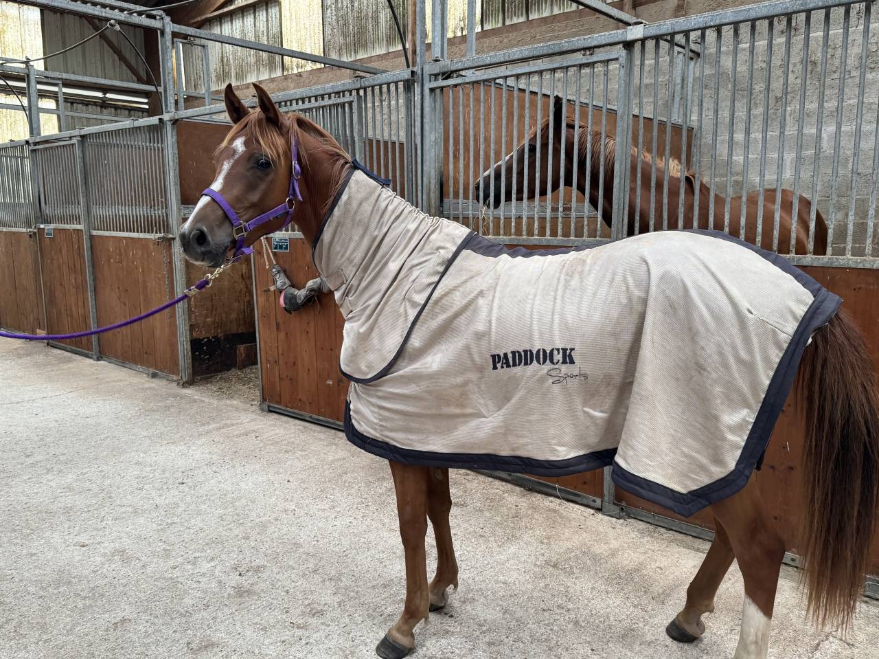 Gelding Anglo-Arabian For sale 2023 Chesnut