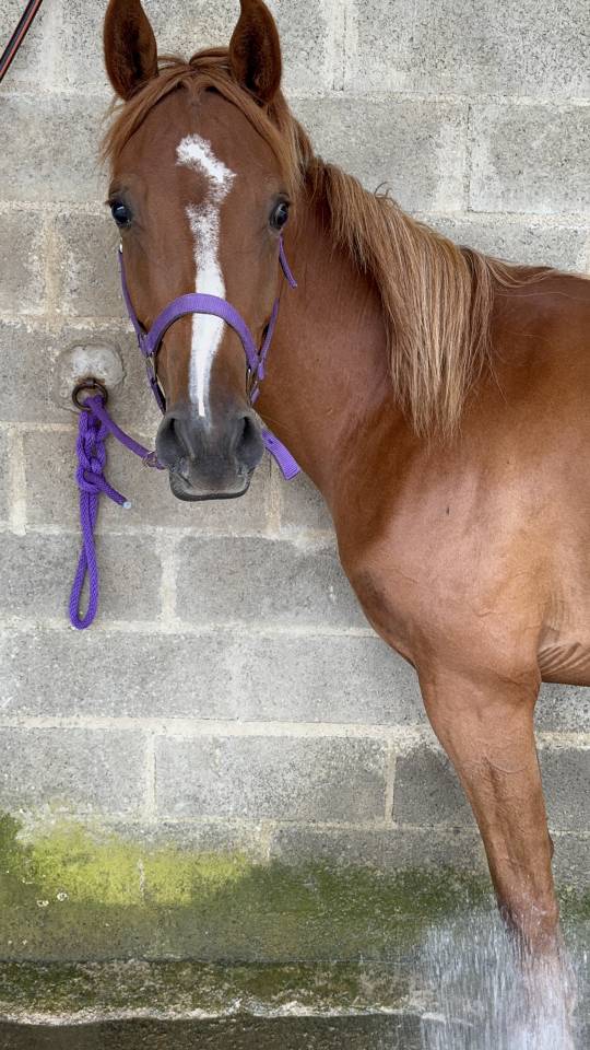 Gelding Anglo-Arabian For sale 2023 Chesnut