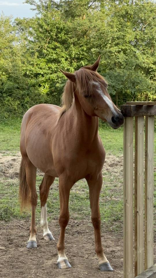 Gelding Anglo-Arabian For sale 2023 Chesnut