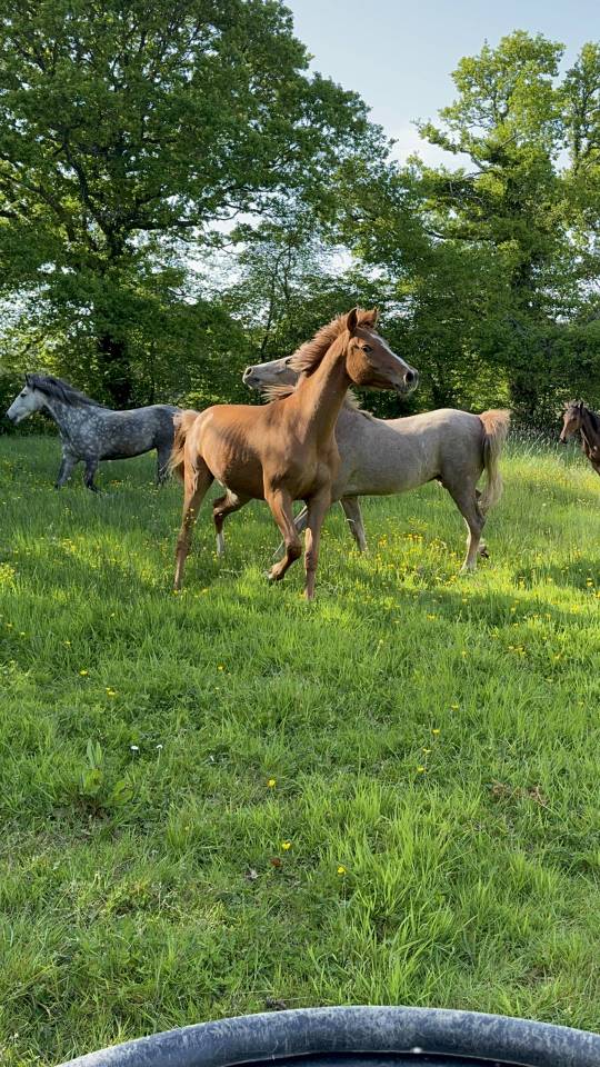 Gelding Anglo-Arabian For sale 2023 Chesnut