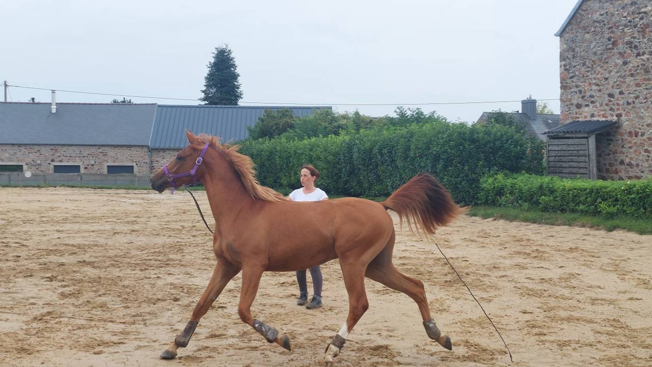 Gelding Anglo-Arabian For sale 2023 Chesnut