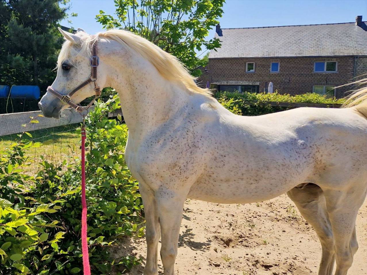 Shaikh Al Damaran - Arabian Thoroughbred 2002 by Shaikh Al Kuran