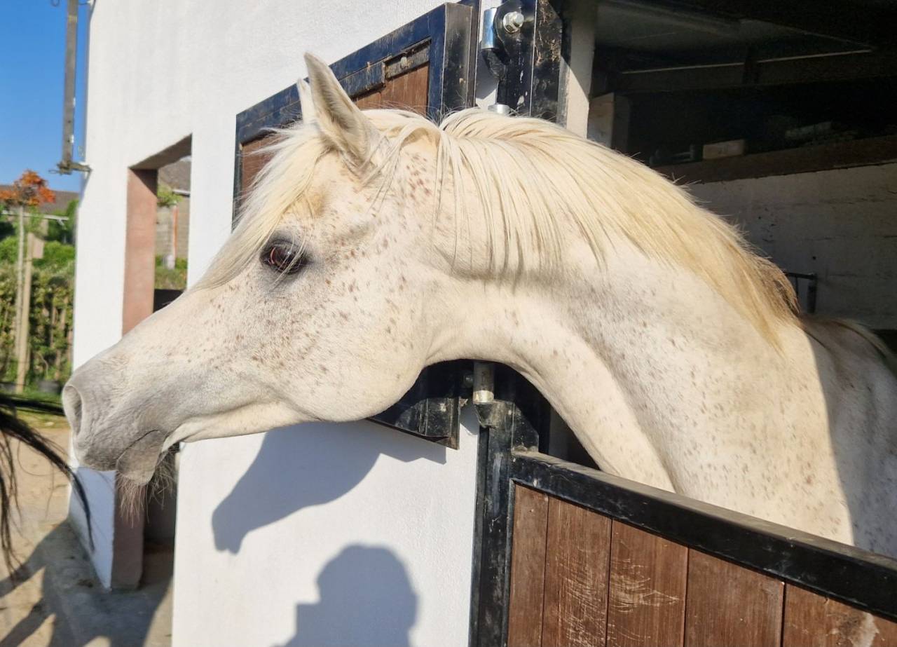 Shaikh Al Damaran - Arabian Thoroughbred 2002 by Shaikh Al Kuran