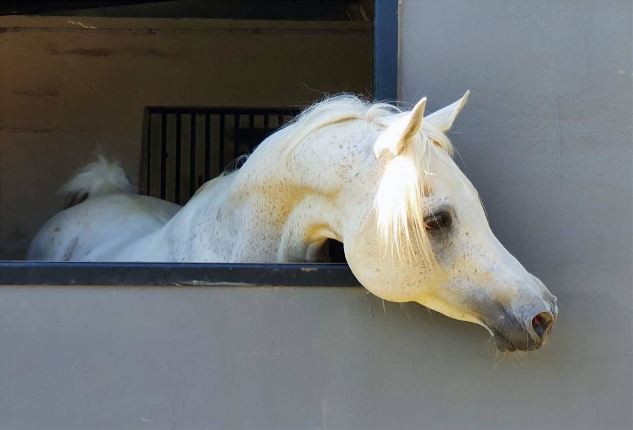 Shaikh Al Damaran - Arabian Thoroughbred 2002 by Shaikh Al Kuran
