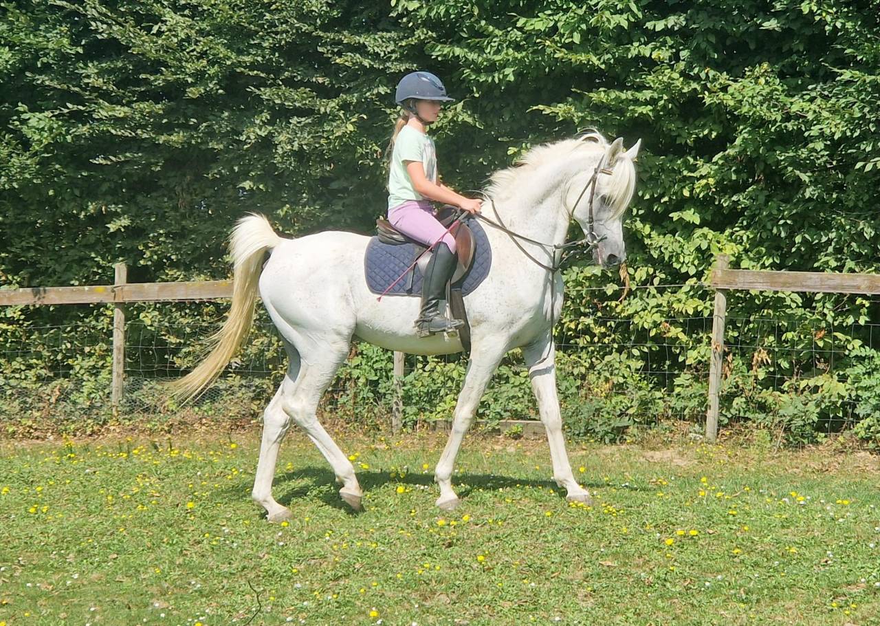 Shaikh Al Damaran - Arabian Thoroughbred 2002 by Shaikh Al Kuran