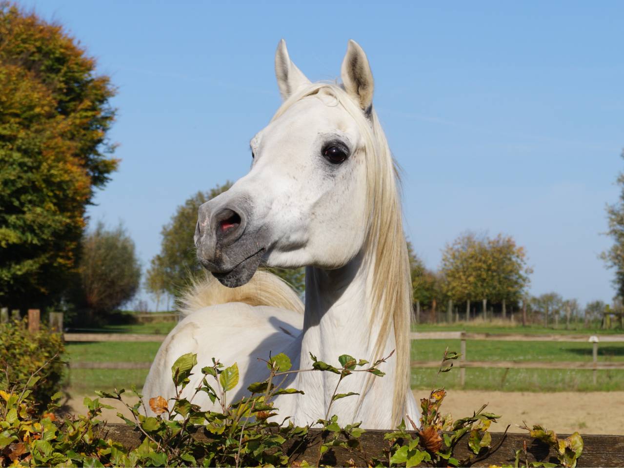 Shaikh Al Damaran - Arabian Thoroughbred 2002 by Shaikh Al Kuran