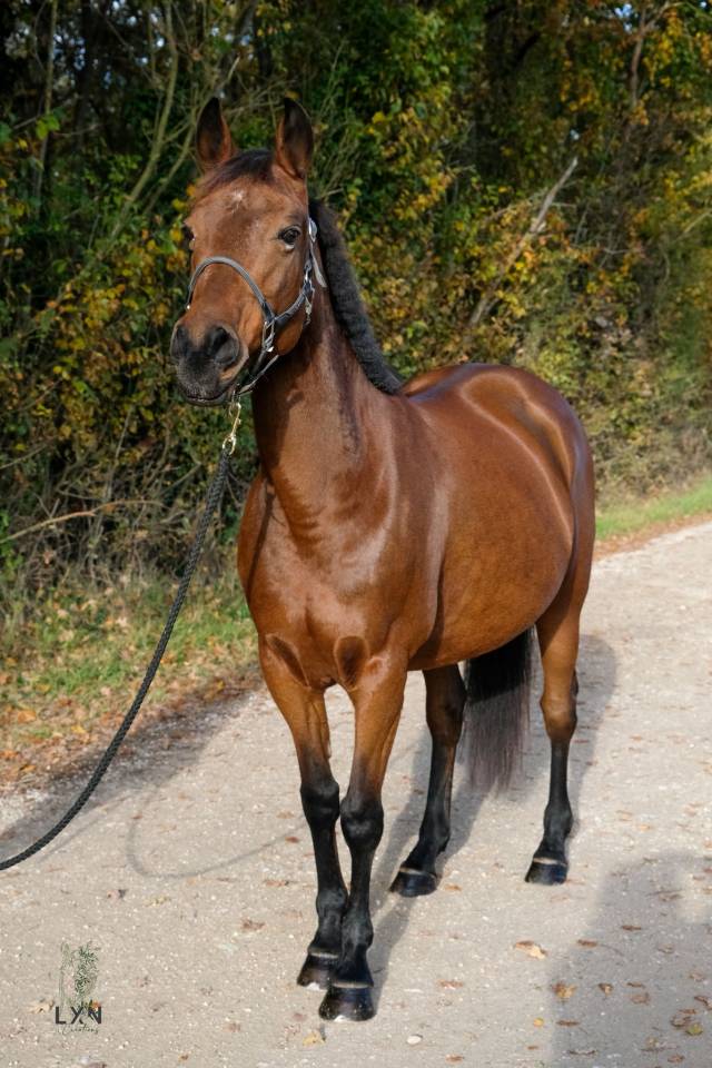 Mare Other Pony Breed For sale 2011 Bay