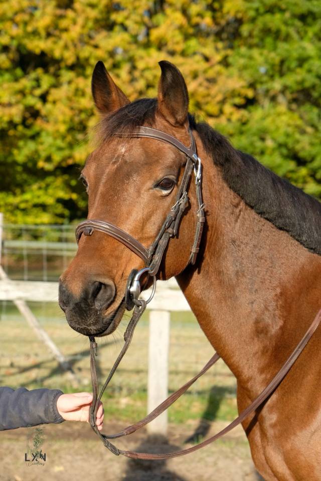 Mare Other Pony Breed For sale 2011 Bay