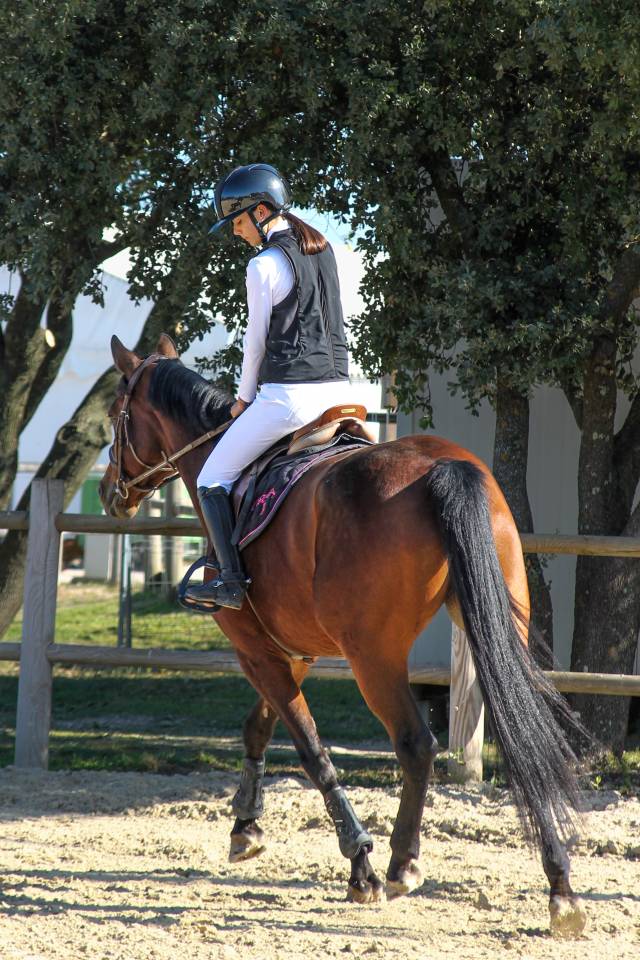 Mare BWP Belgian Warmblood For sale 2017 Bay