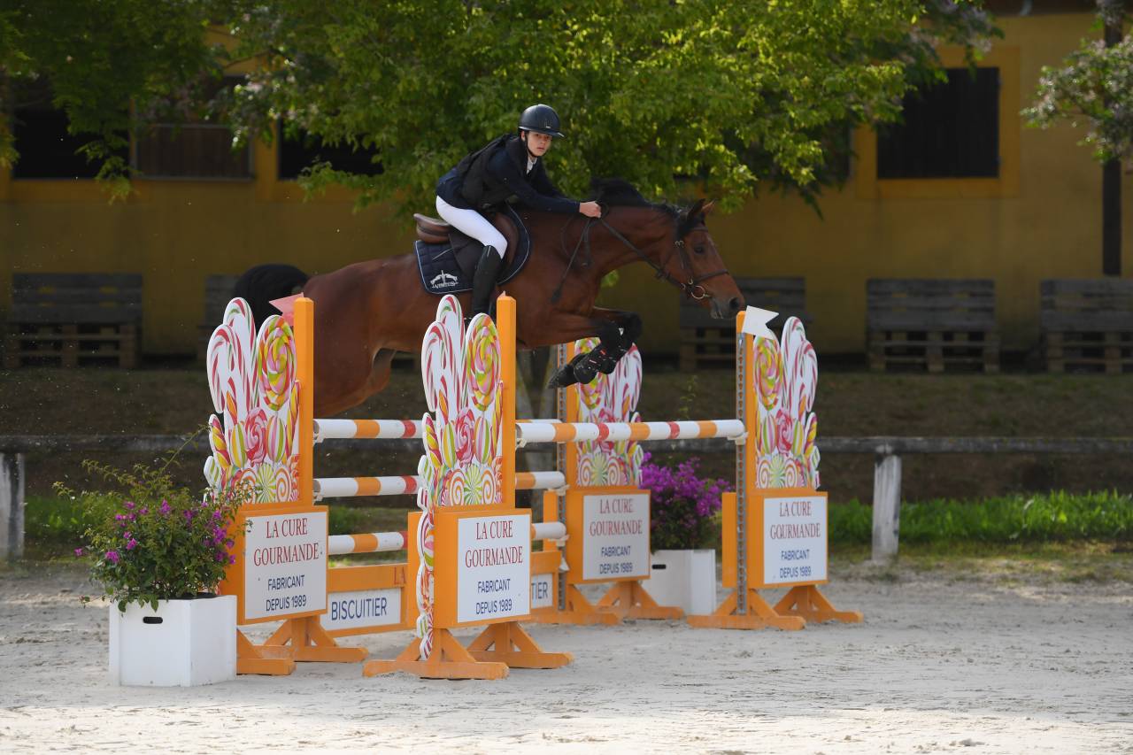 Mare BWP Belgian Warmblood For sale 2017 Bay