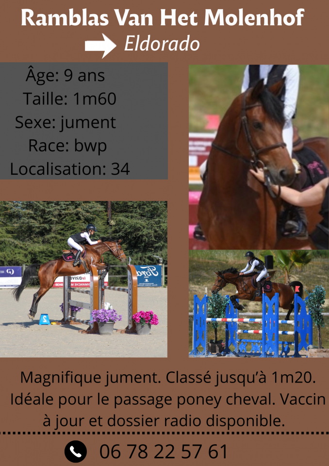 Mare BWP Belgian Warmblood For sale 2017 Bay