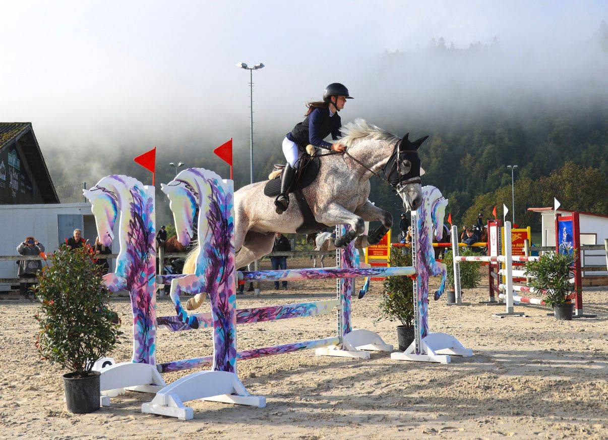 Gelding Hungarian Warmblood For sale 2013 Grey