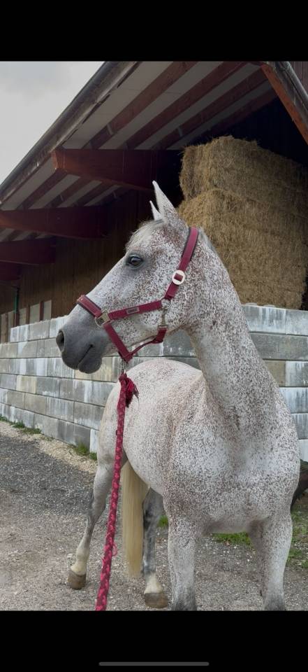 Gelding Hungarian Warmblood For sale 2013 Grey