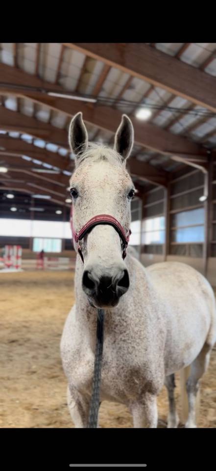 Gelding Hungarian Warmblood For sale 2013 Grey