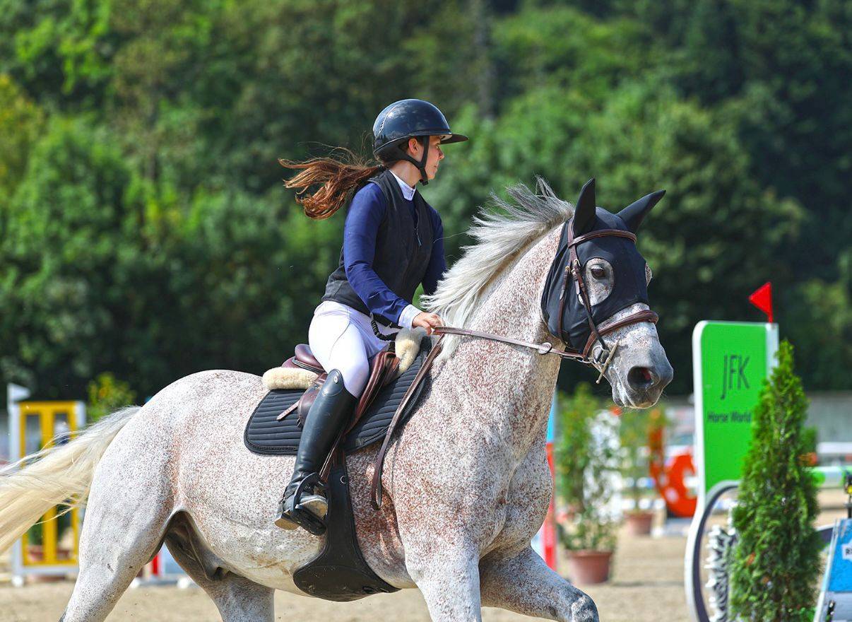 Gelding Hungarian Warmblood For sale 2013 Grey