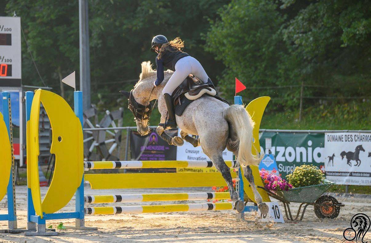 Gelding Hungarian Warmblood For sale 2013 Grey