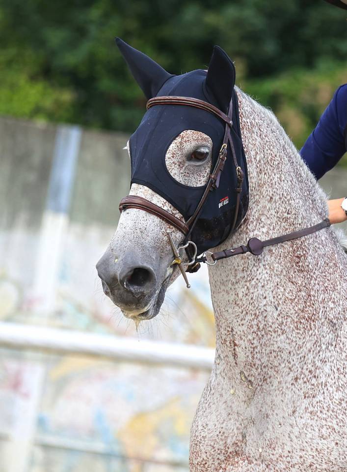 Gelding Hungarian Warmblood For sale 2013 Grey