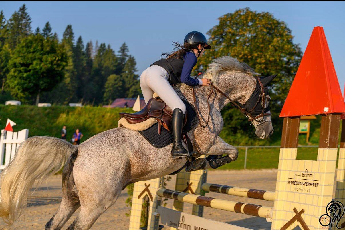 Gelding Hungarian Warmblood For sale 2013 Grey