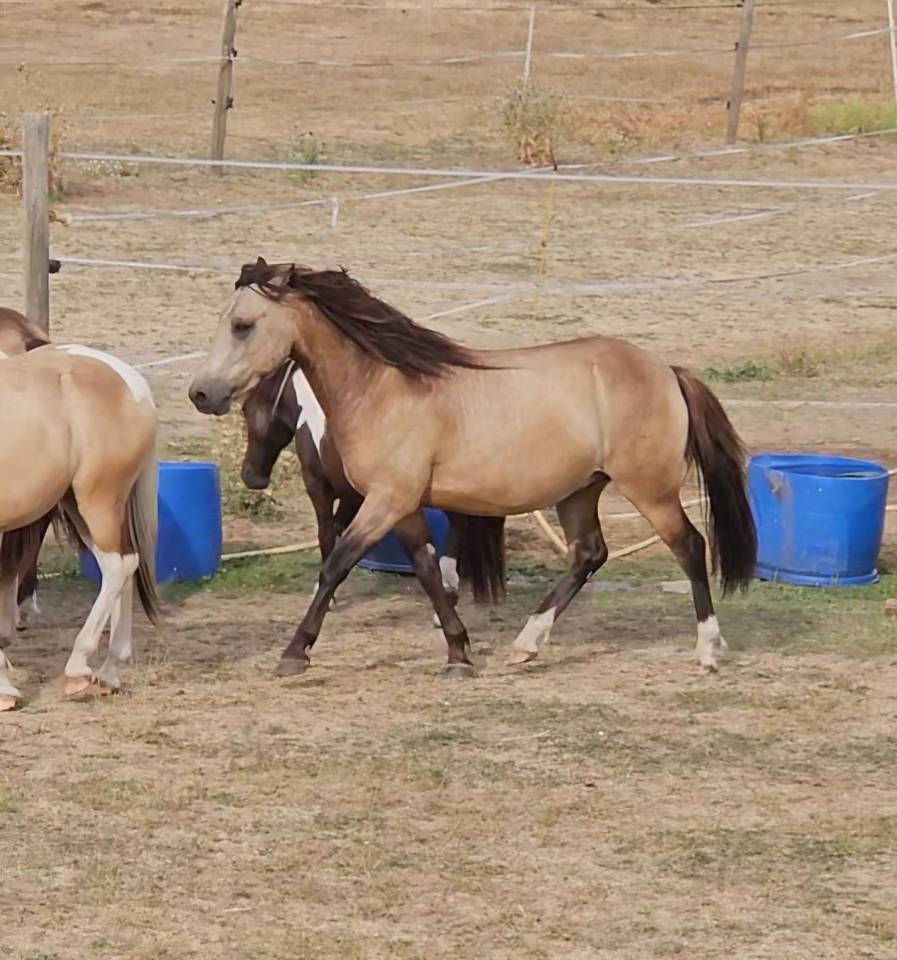 Gelding Origin Recorded For sale 2024 Buckskin