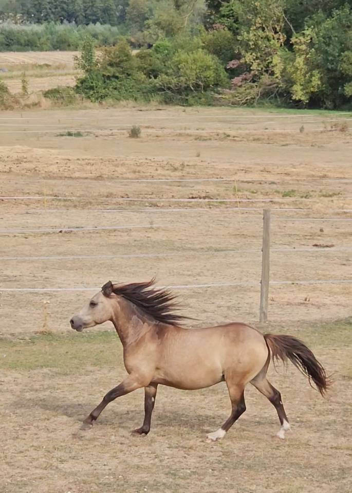 Gelding Origin Recorded For sale 2024 Buckskin