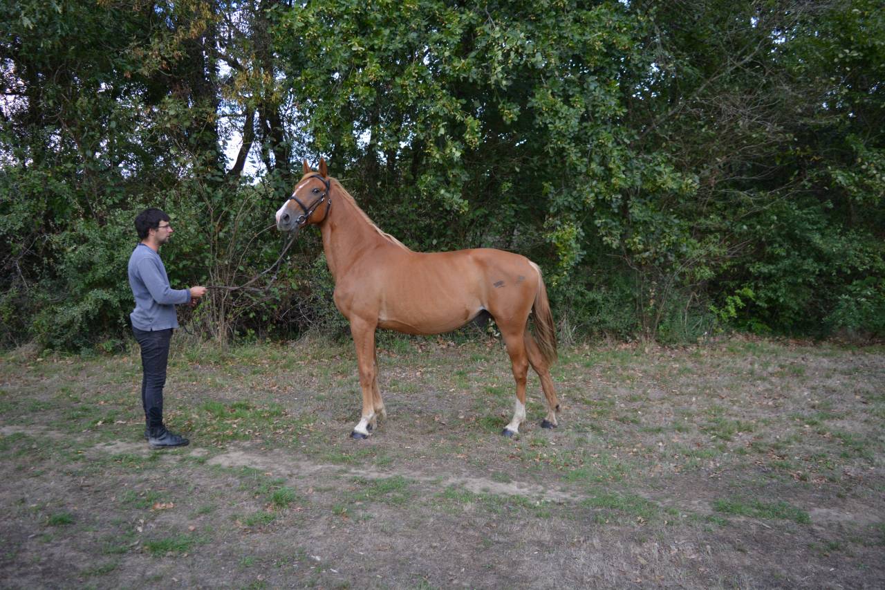 Gelding No Origin Recorded For sale 2019 Chesnut