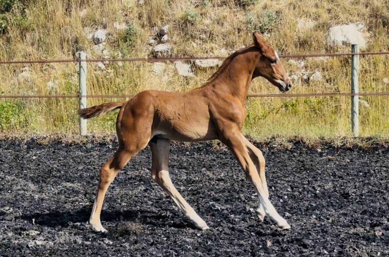Colt AES Anglo European Studbook For sale 2025 Chesnut