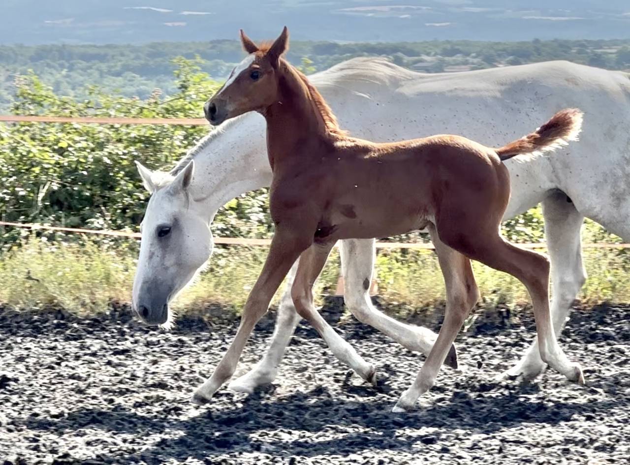 Colt AES Anglo European Studbook For sale 2025 Chesnut