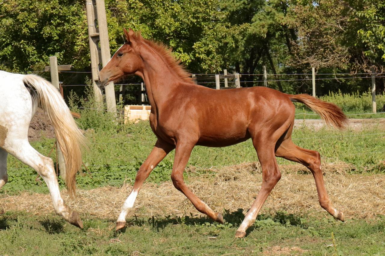 Colt AES Anglo European Studbook For sale 2025 Chesnut