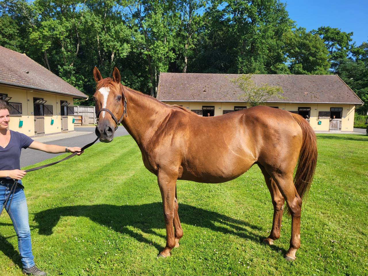 Broodmare English Thoroughbred For sale 2005 Chesnut