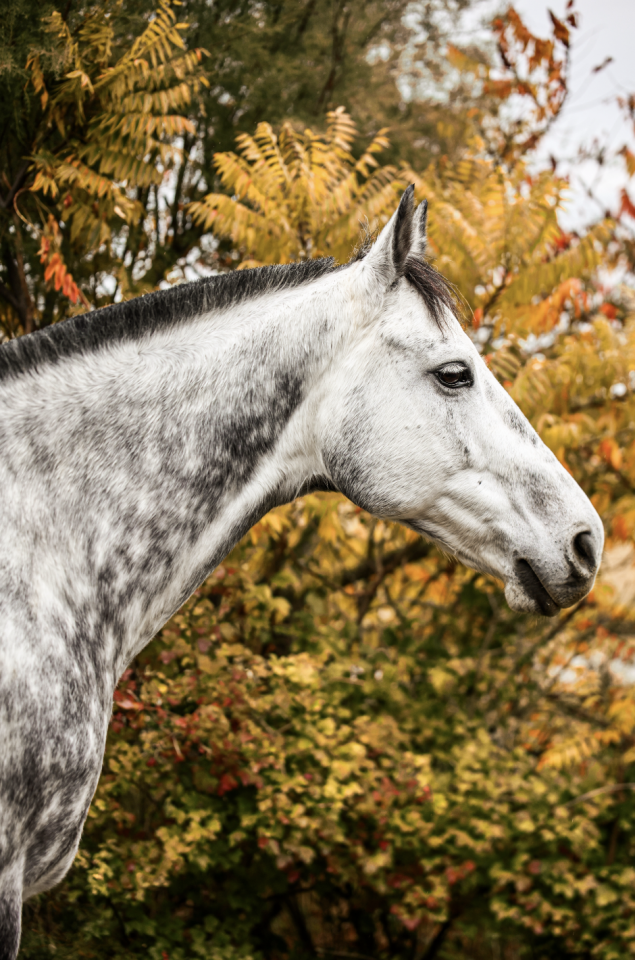 Gelding Anglo-Arabian For sale 2017 Grey