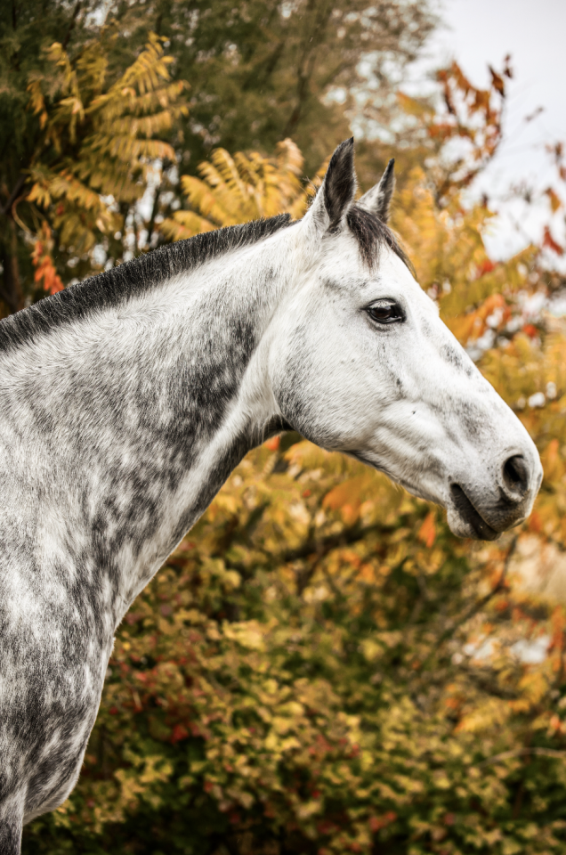 Gelding Anglo-Arabian For sale 2017 Grey