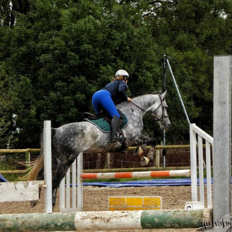 Gelding Anglo-Arabian For sale 2017 Grey