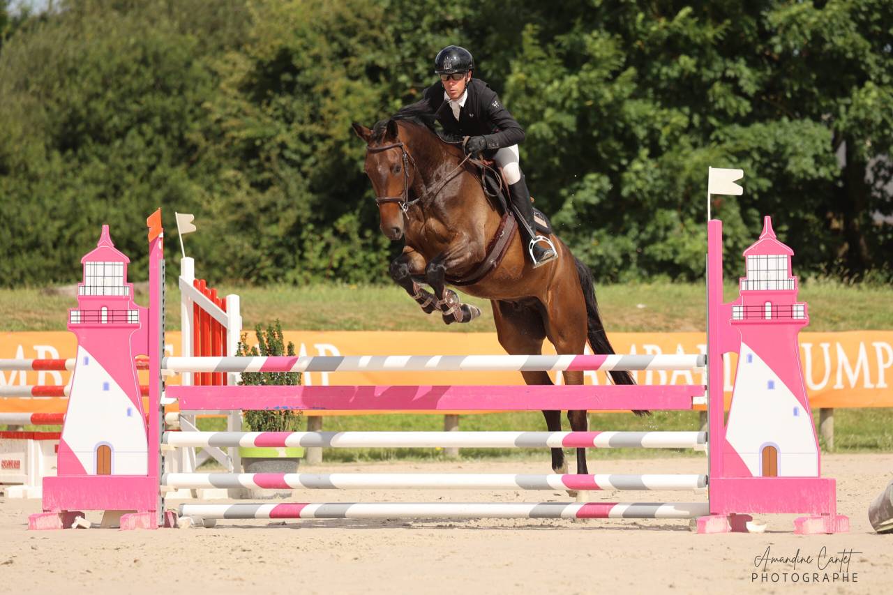 Gelding Selle Français For sale 2021 Dark Bay