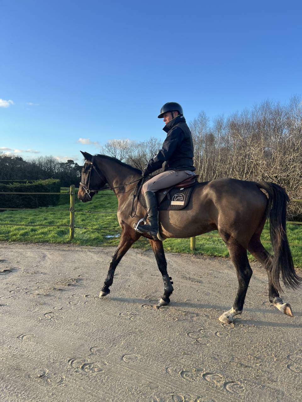 Gelding Selle Français For sale 2021 Dark Bay