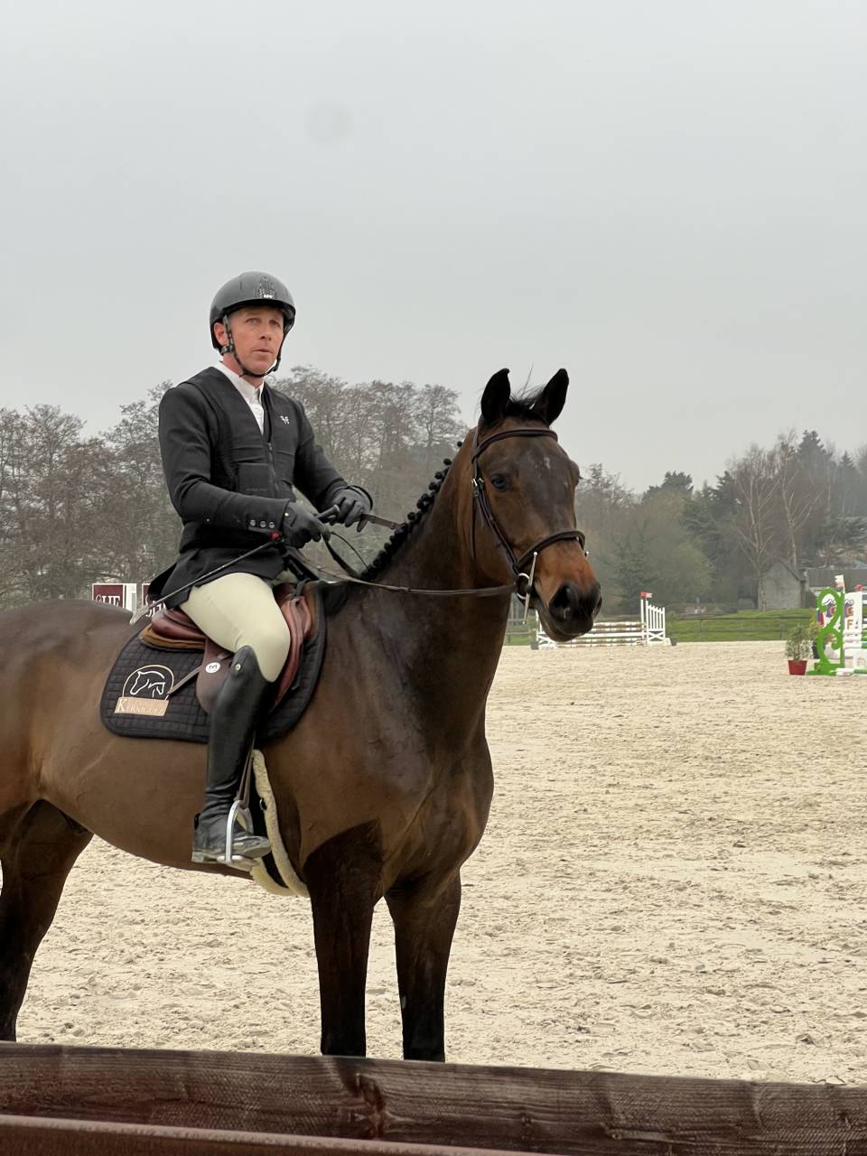 Gelding Selle Français For sale 2021 Dark Bay