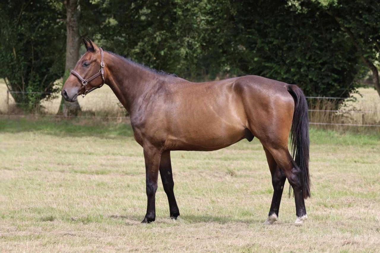 Gelding Selle Français For sale 2021 Dark Bay