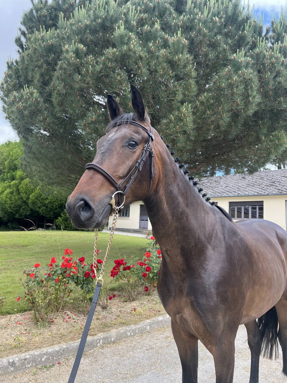Gelding Selle Français For sale 2021 Dark Bay