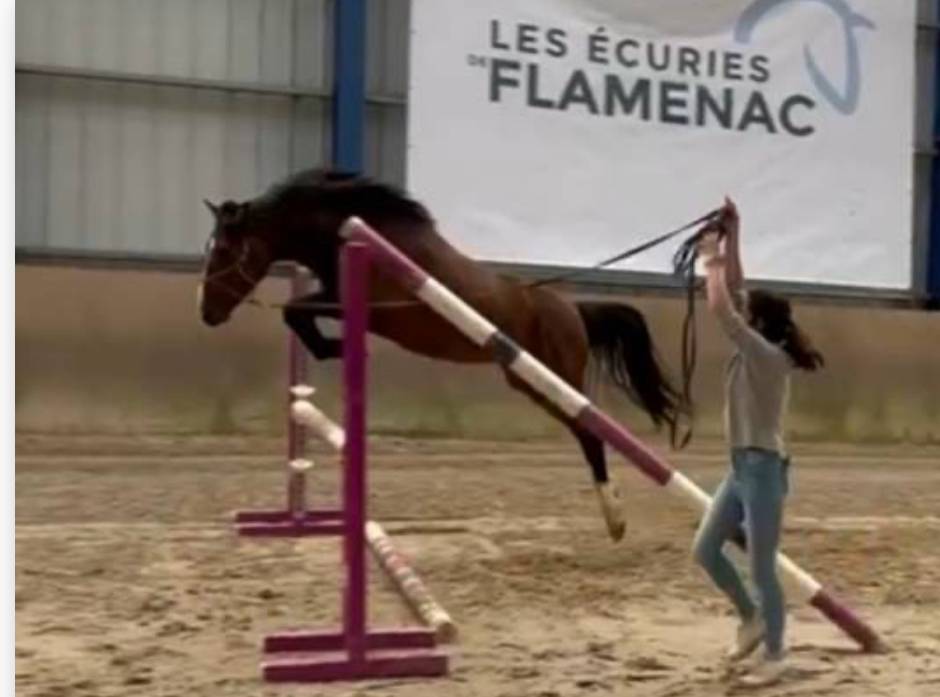 Entire French Saddle Pony For sale 2022 Bay