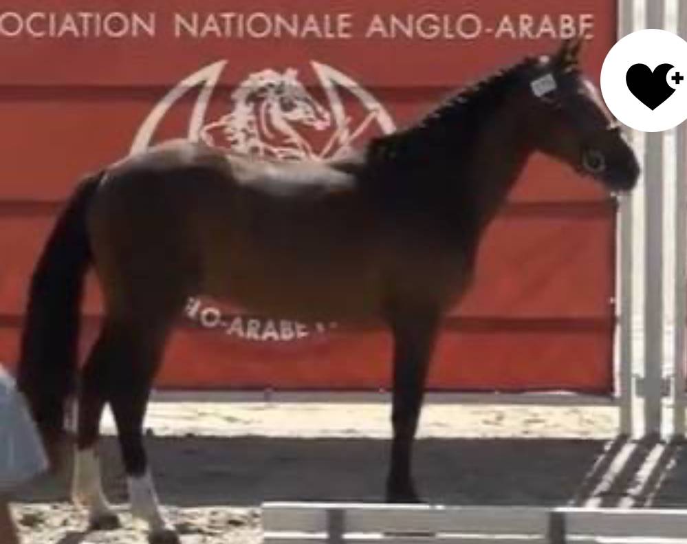 Entire French Saddle Pony For sale 2022 Bay