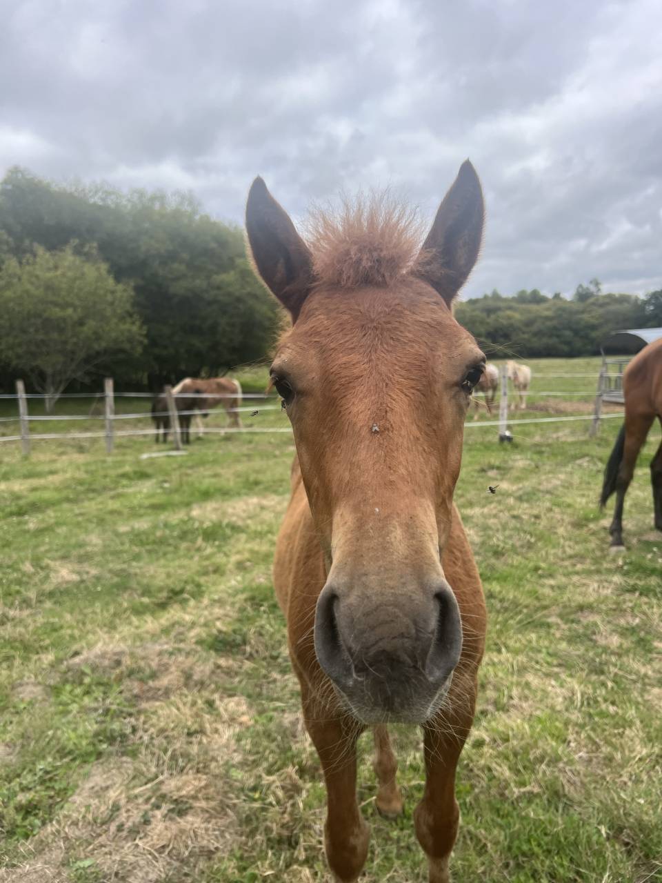 Colt No Origin Recorded For sale 2025 Chesnut