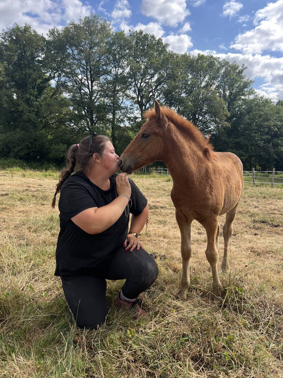 Colt No Origin Recorded For sale 2025 Chesnut