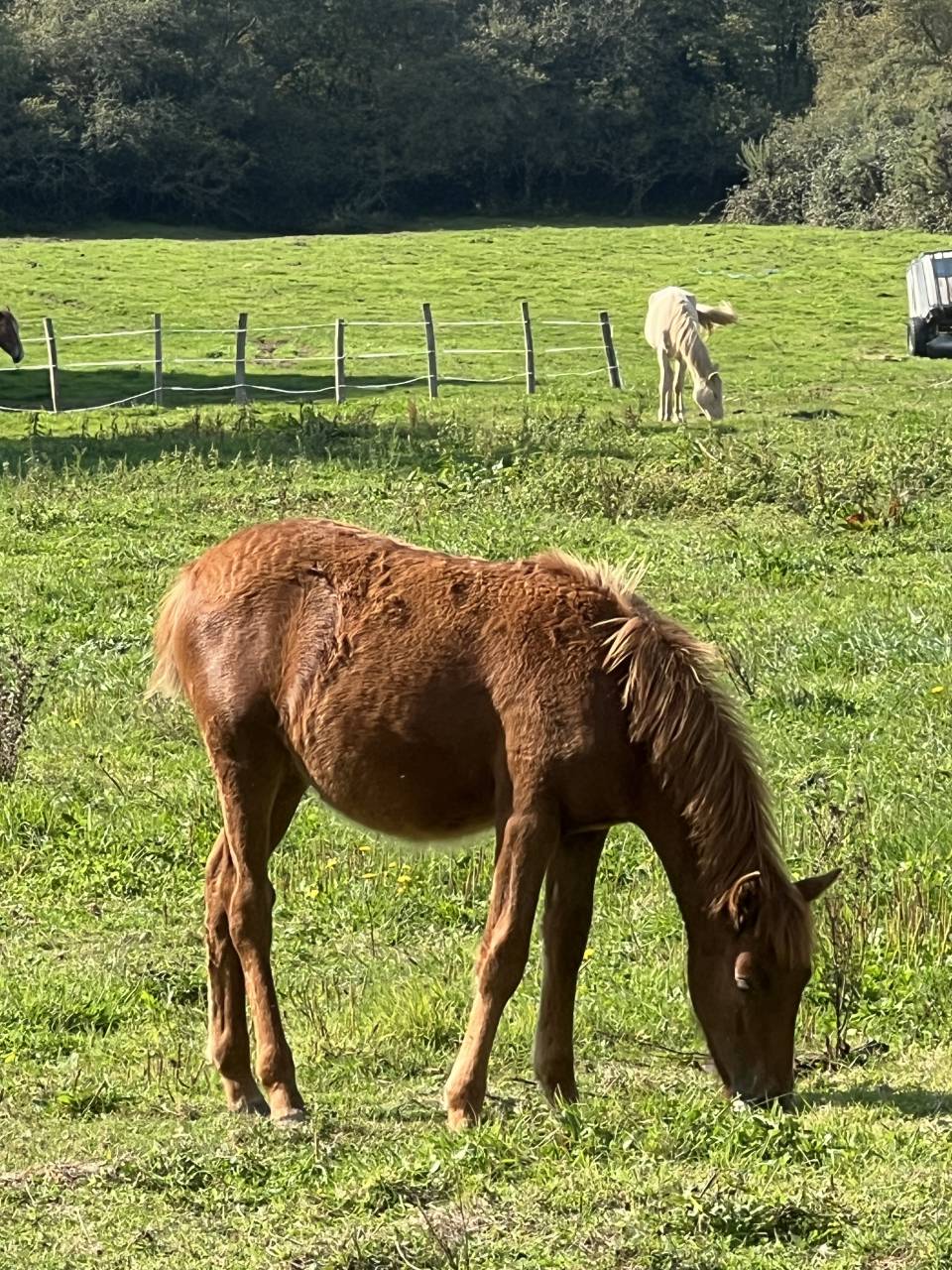 Colt No Origin Recorded For sale 2025 Chesnut