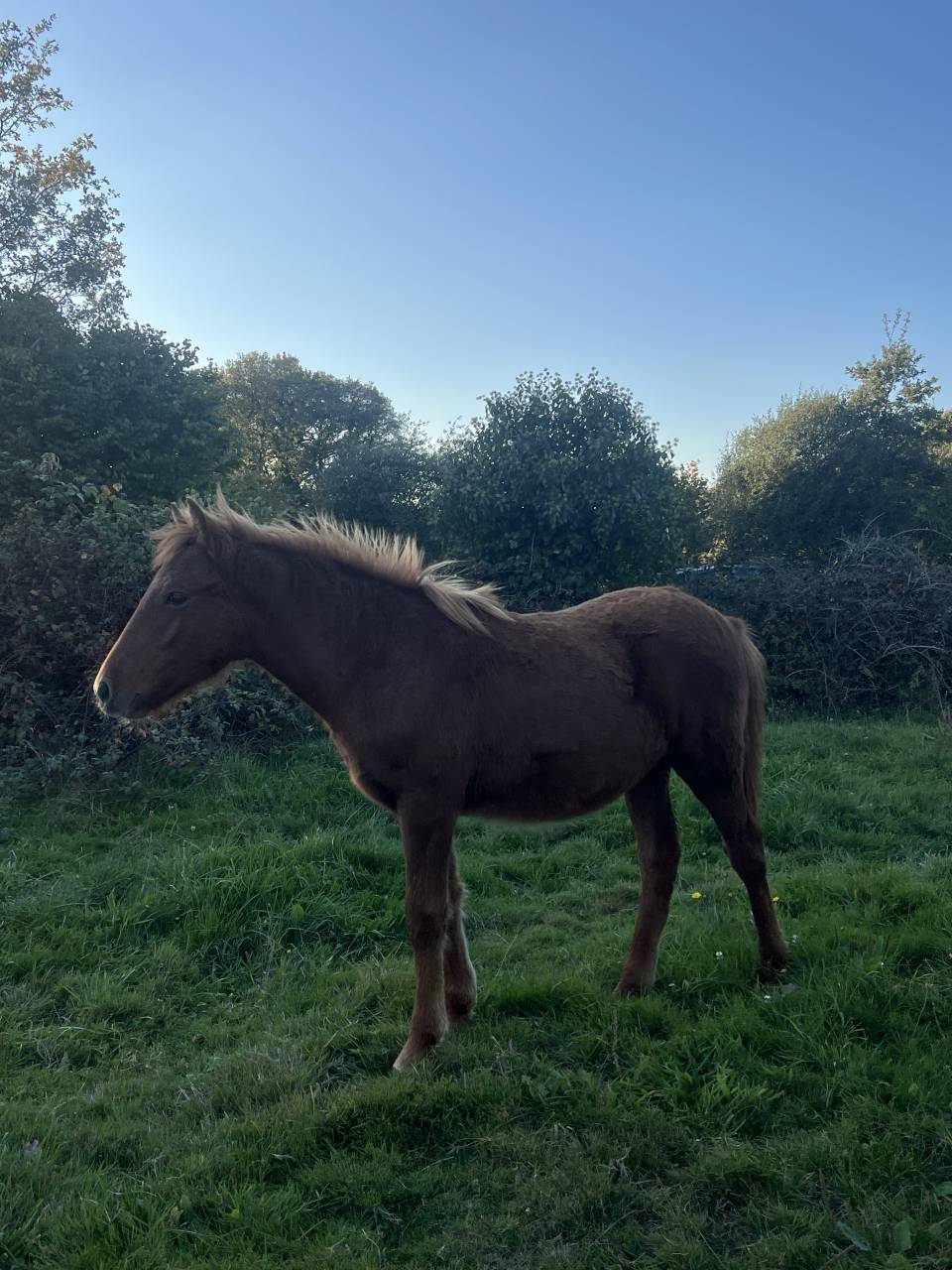 Colt No Origin Recorded For sale 2025 Chesnut