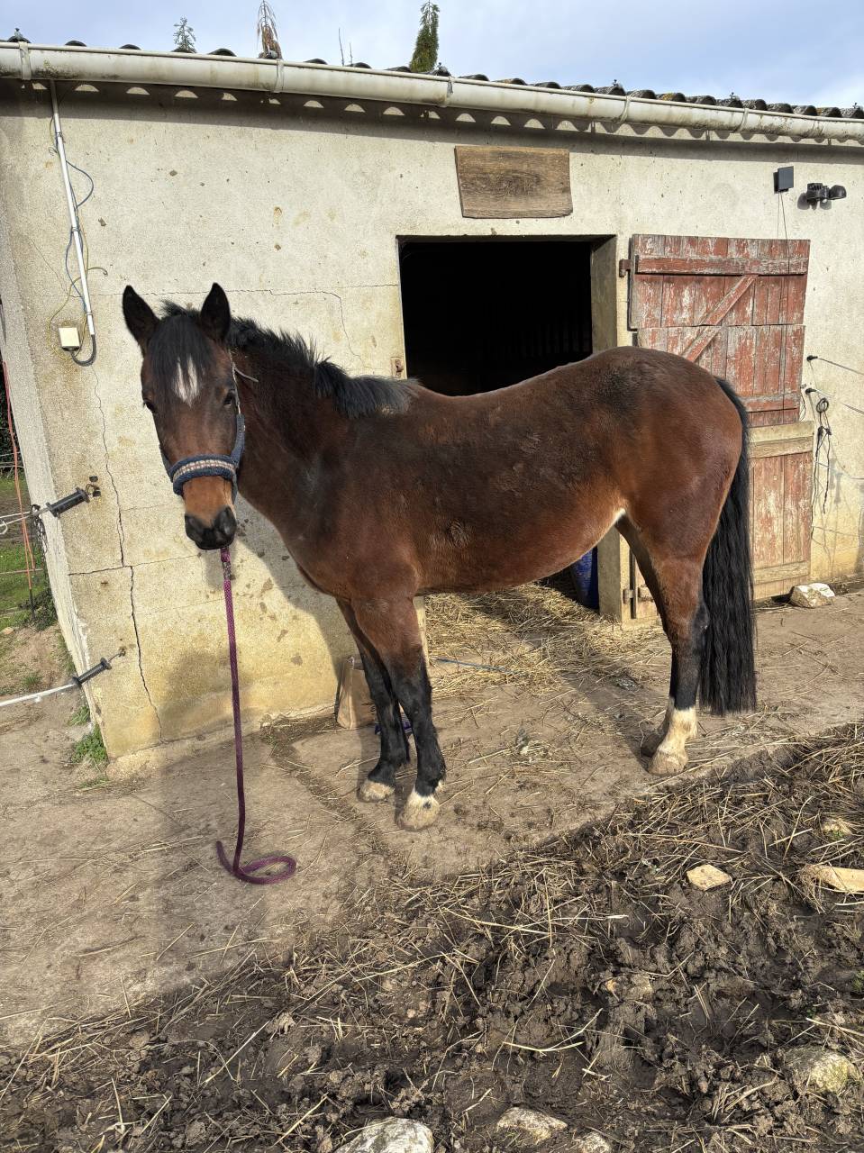 Mare Origin Recorded For sale 2022 Bay