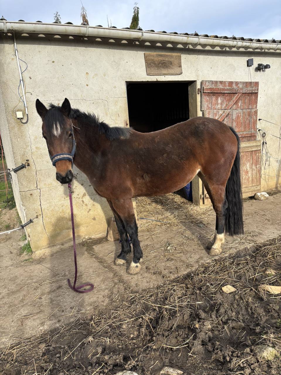 Mare Origin Recorded For sale 2022 Bay