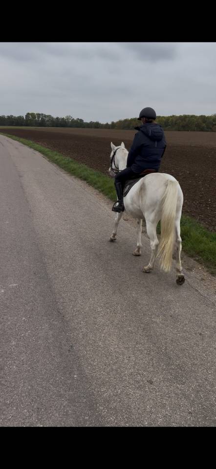 Gelding Other Pony Breed For sale 2021 White