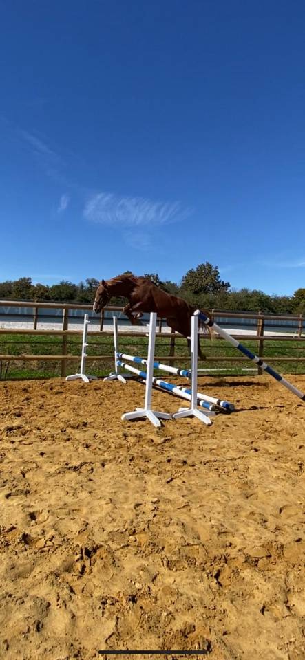 Gelding Selle Français For sale 2022 Chesnut