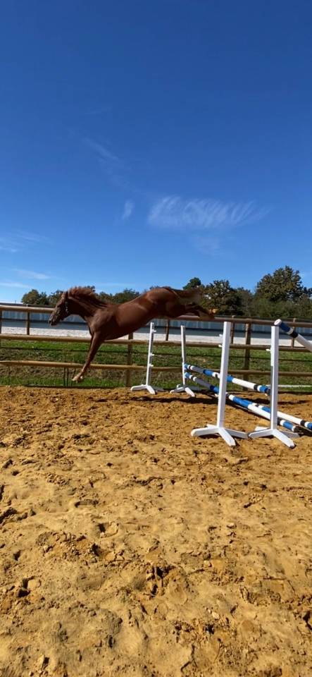 Gelding Selle Français For sale 2022 Chesnut